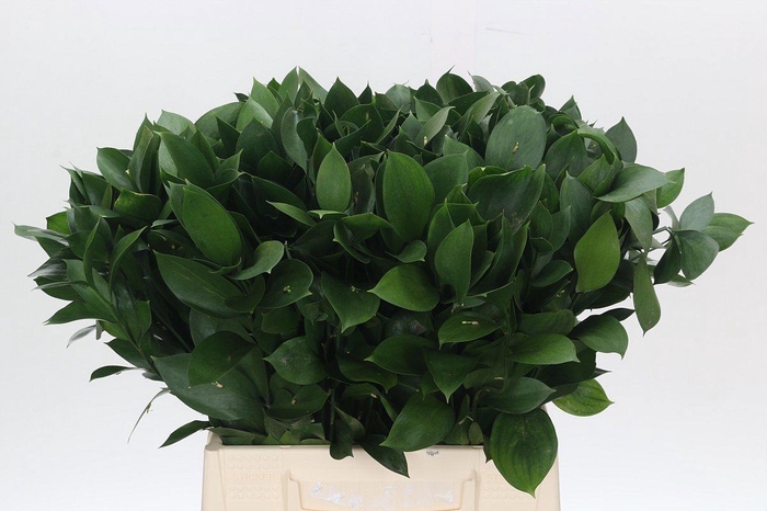 <h4>RUSCUS HYPOPHYLLUM</h4>