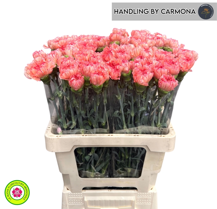 <h4>DI ST GOOPY GEER</h4>