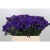 Limonium Navy Sun Birds