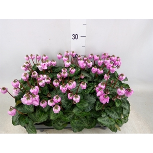 Cyclamen KL 'Windbell'