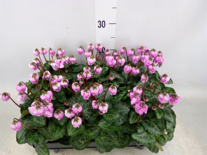 <h4>Cyclamen KL 'Windbell'</h4>