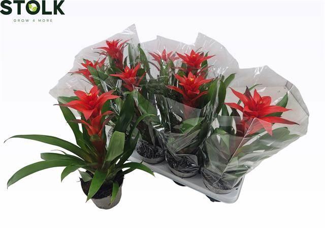 <h4>GUZM AMORETTO</h4>