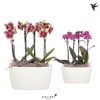 Arrangementen Kolibri H% Kolibri Phalaenopsis mix 4 spike in Oval Twins white, zeer beperkt leverbaar, 14390