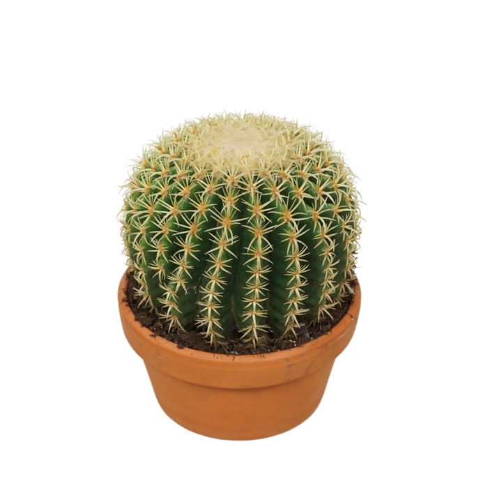 <h4>Echinocactus grusonii forma interme</h4>