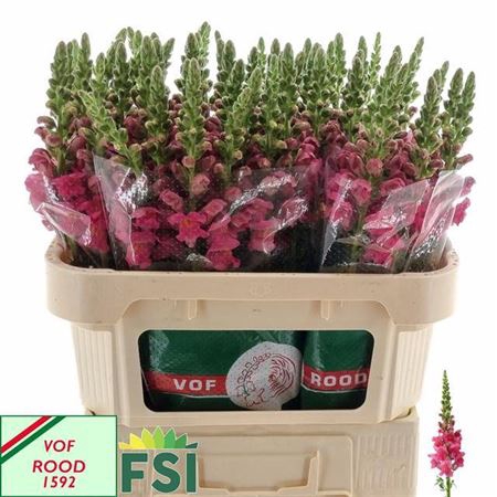 <h4>Antir Poto Cher Rose</h4>