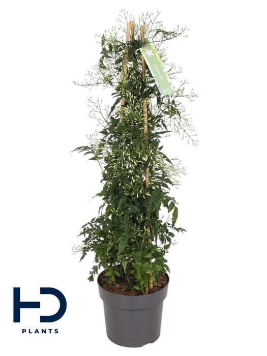 <h4>Jasminum polyanthum</h4>