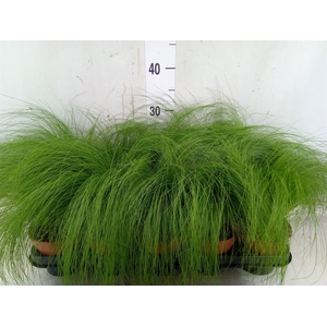 Stipa tenuifolia