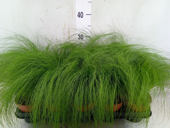 <h4>Stipa tenuifolia</h4>