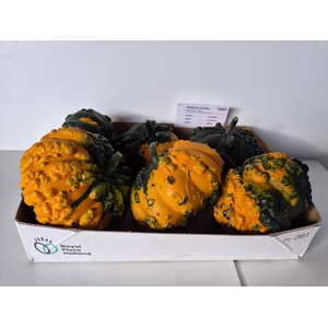 Cucurbita Pepo