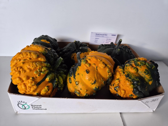 <h4>Cucurbita Pepo</h4>