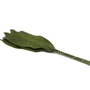 Aspidistra Vacuum 70 Cm X5