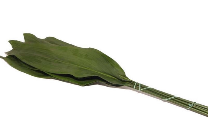 <h4>Aspidistra Vacuum 70 Cm X5</h4>