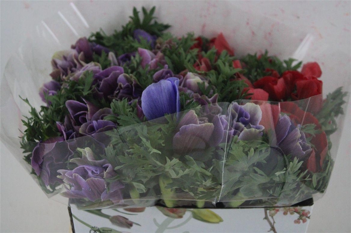 <h4>Anem Mistral Mix</h4>