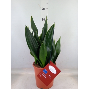 Sansevieria trifa.   ...