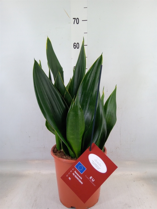 <h4>Sansevieria trifa.   ...</h4>