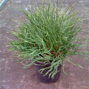 Pinus mugo mugo