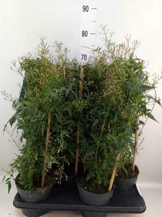 <h4>Jasminum polyanthum</h4>