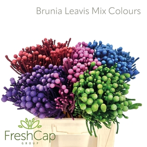 Brunia Leavis Mix Colours