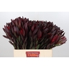 Leucadendron Saf Sunset Dark R.