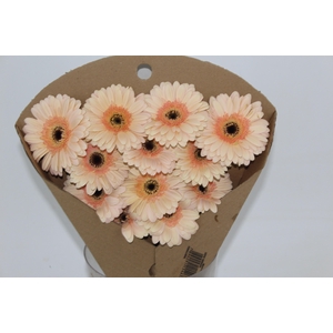 GERBERA CAFE DEL MAR < 050 CM > 10 CM DIAM