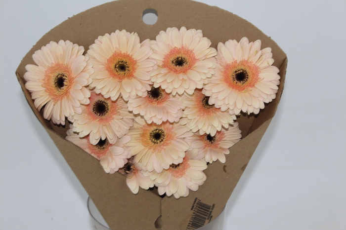 <h4>GERBERA CAFE DEL MAR < 050 CM > 10 CM DIAM</h4>