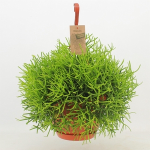 Rhipsalis heteroclada