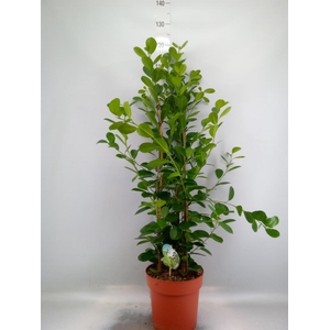 Ficus microcarpa 'Moclame'