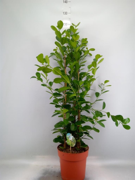 <h4>Ficus microcarpa 'Moclame'</h4>