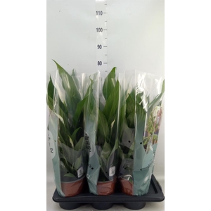 Spathiphyllum  'Bingo Cupido'