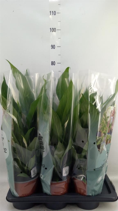 <h4>Spathiphyllum  'Bingo Cupido'</h4>