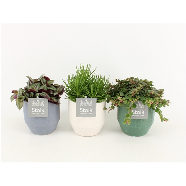 <h4>Pure Green mix in Expression soorten : Rhipsalis, Tradescantia, Sedum</h4>