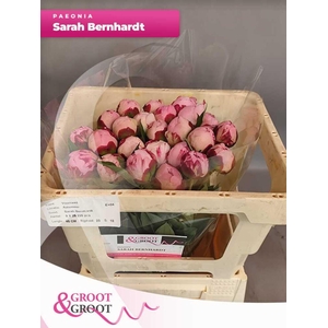 Paeonia Sarah Bernhardt