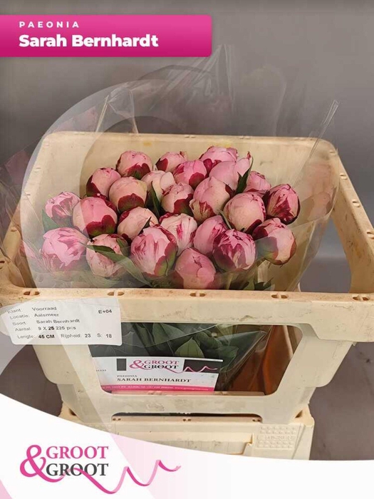 <h4>Paeonia Sarah Bernhardt</h4>