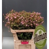 Saponaria Overig
