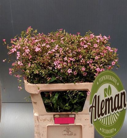 Saponaria Overig