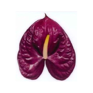 Anthurium Roxette Purple