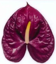 <h4>Anthurium Roxette Purple</h4>
