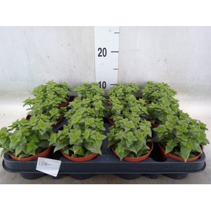 Crassula   ...