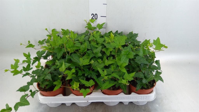 <h4>Hedera helix 'Shamrock'</h4>