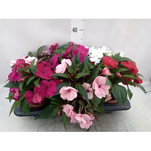 Impatiens NG   ...mix