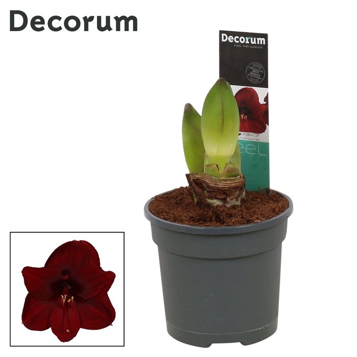 <h4>Amaryllis Dark Red 2 Knop (Decorum)</h4>