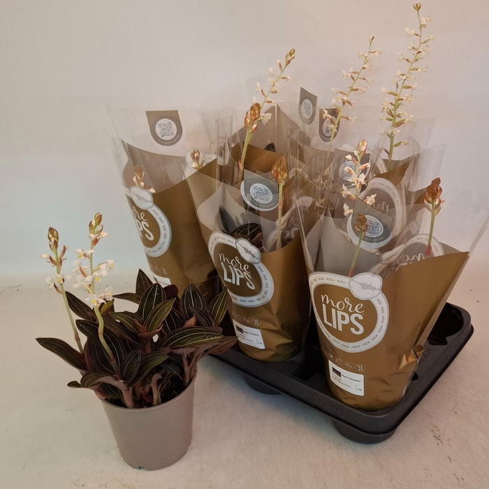 <h4>LUD DISCOLOR</h4>