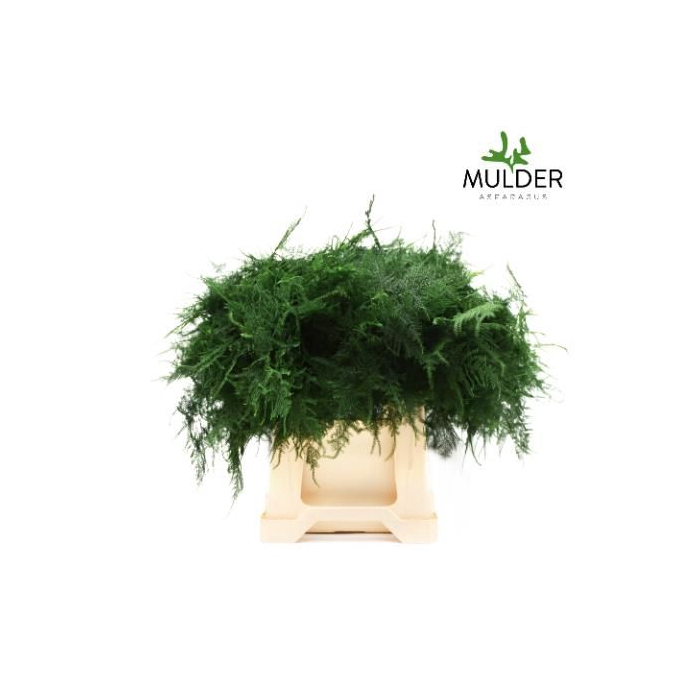 <h4>ASPARAGUS SETACEUS</h4>
