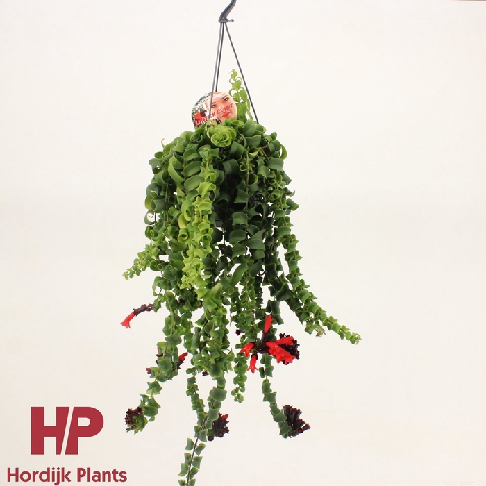 <h4>Aeschynanthus Rasta</h4>