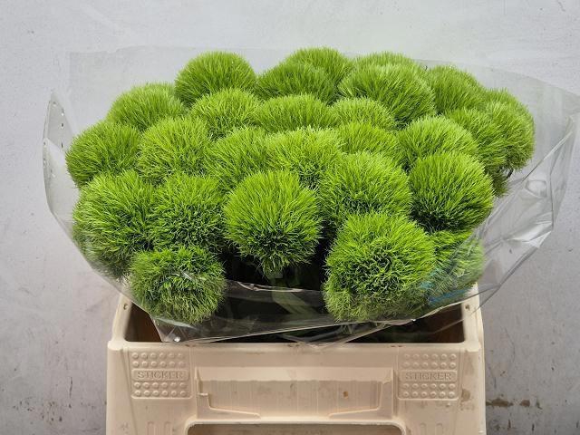 <h4>DI BARB GREEN TRICK</h4>