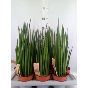 Sansevieria bacularis