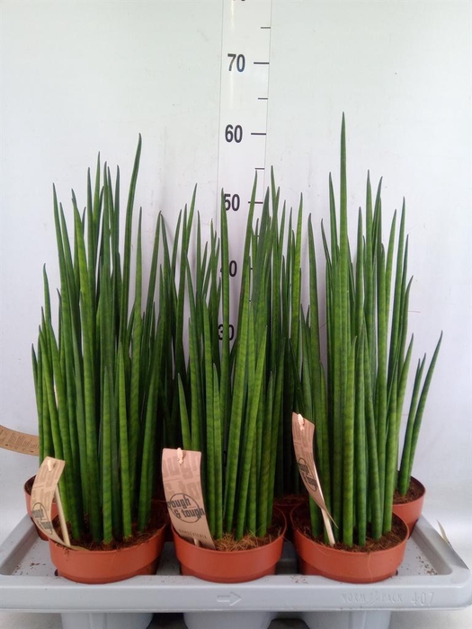 <h4>Sansevieria bacularis</h4>