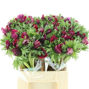 Anem Mistral Sr Magenta Super