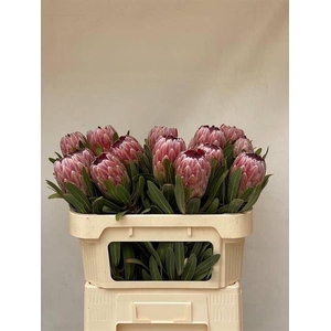 PROTEA  'PINK ICE'