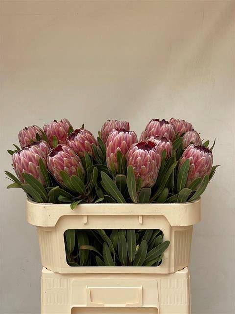 <h4>PROTEA  'PINK ICE'</h4>